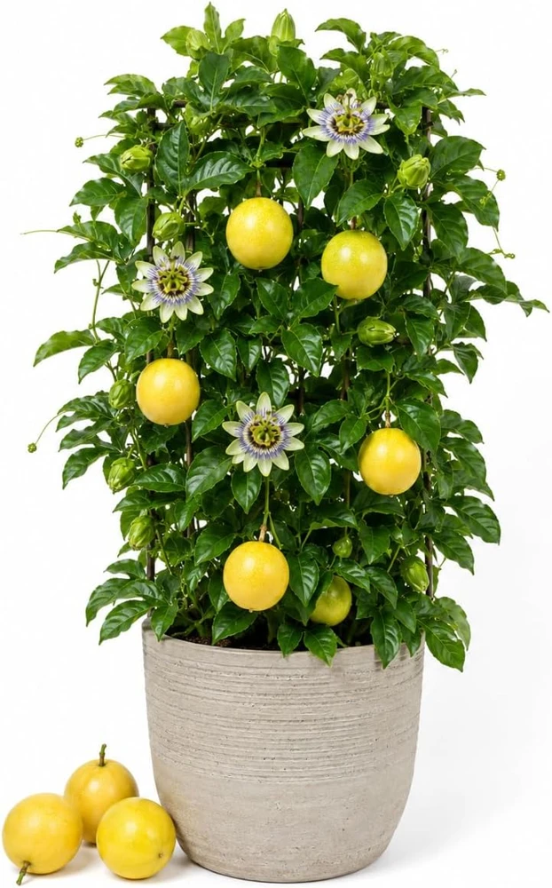 Yellow Passionfruit Live Plant, 4-7 Inch Starter Vine, Tropical Fruit for Outdoor Garden - Image 1