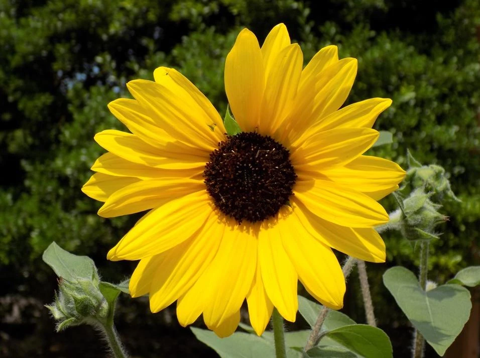 Yellow Sunflower Live Plant – 3-6 Inch Tall, 3-Inch Pot – Hardy Annual Bloom - Image 1