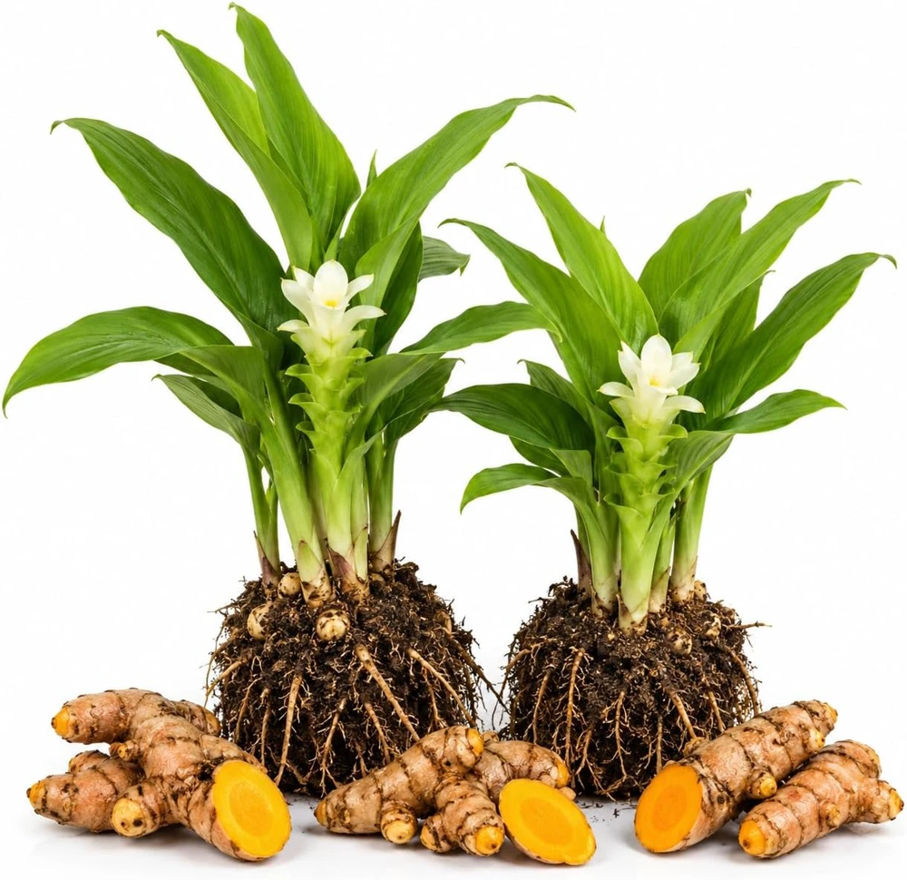 Yellow Turmeric Live Plants - Set of 2, 4-7 Inch Starter Plants, Fragrant Tropical Herb - Image 1