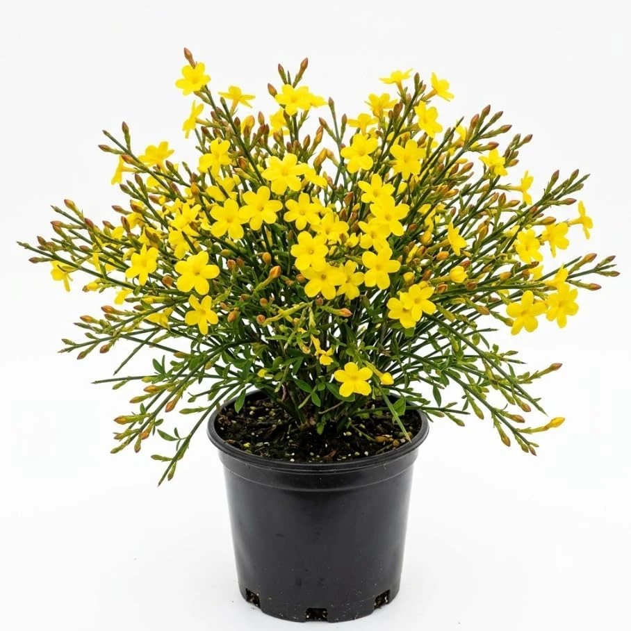 Yellow Winter Jasmine Live Plant - Fragrant Climbing Shrub, 6-12" Tall, 4" Pot - Image 1