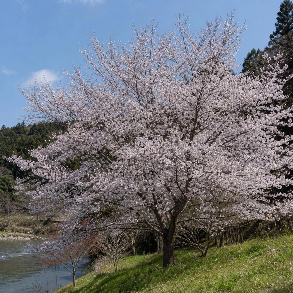 Yoshino Cherry Blossom Tree Live Plant Prunus x Yedoensis 12-18" Tall, 1 Gallon Pot, Outdoor - Image 1