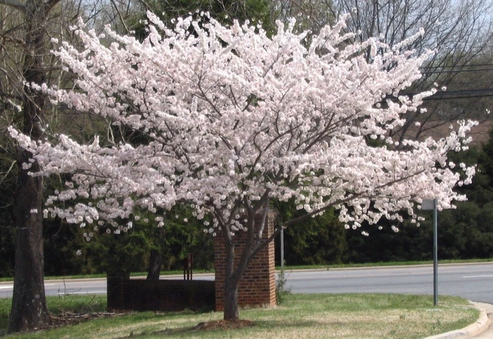 Yoshino Flowering Cherry Tree - Live Plant 6-12" Tall - Fragrant White Flowers - Image 1