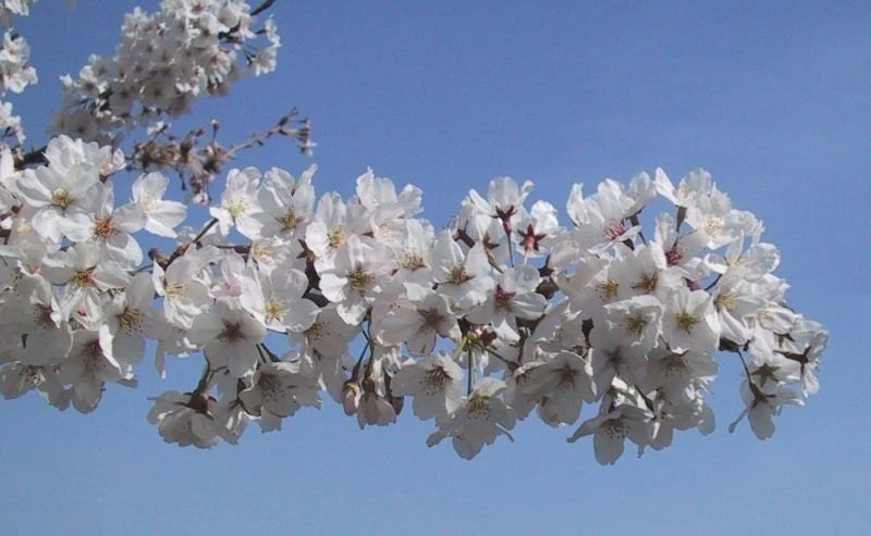 Yoshino Flowering Cherry Tree - Live Plant 6-12" Tall - Fragrant White Flowers - Image 2