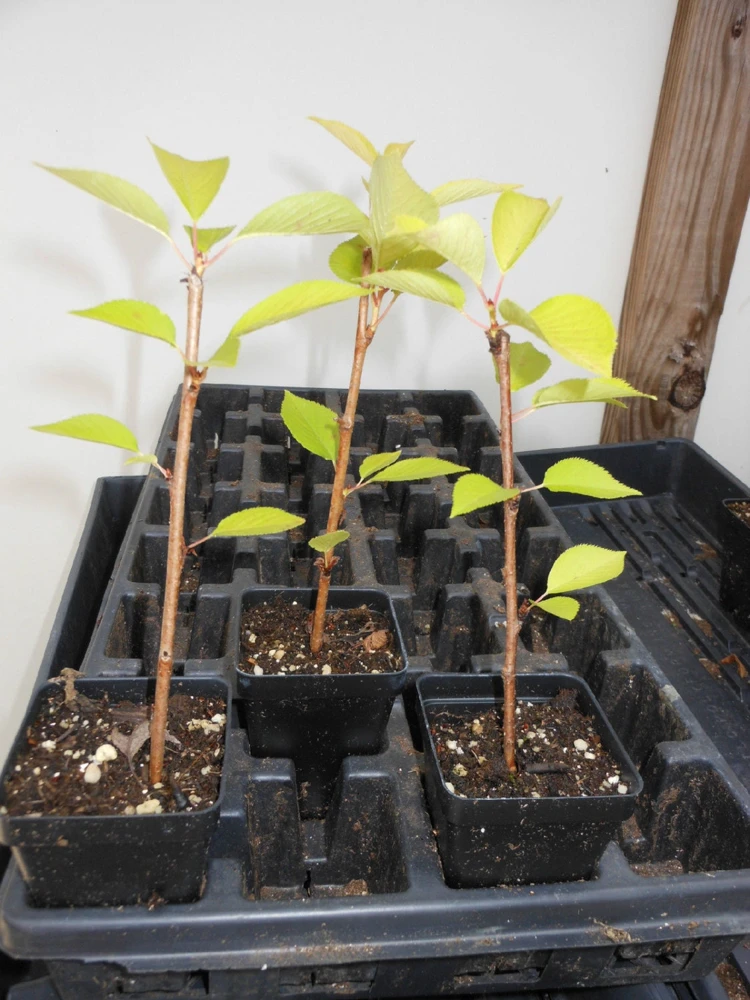 Yoshino Flowering Cherry Tree - Live Plant 6-12" Tall - Fragrant White Flowers - Image 3