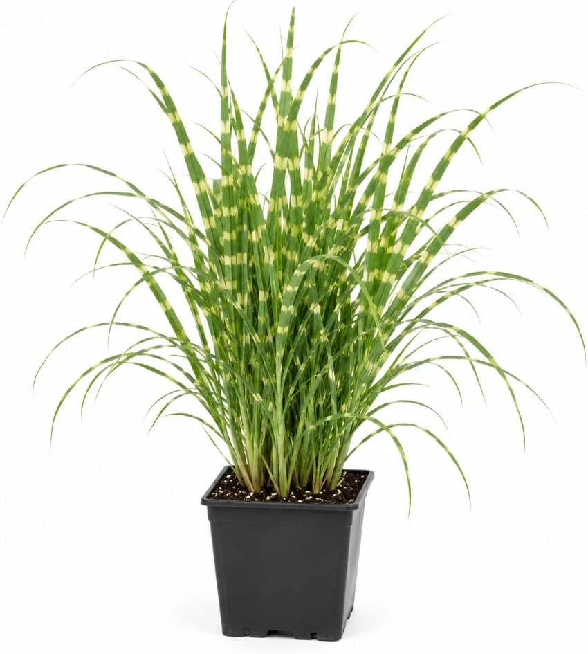 Zebra Grass Live Plant - Variegated Ornamental Grass, 6-8 Inches Tall, Outdoor - Image 1
