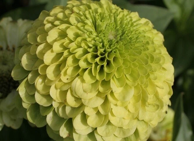 Zinnia Benary's Lime Seeds - 10 Count Packet - Annual Flower Seeds - Image 1