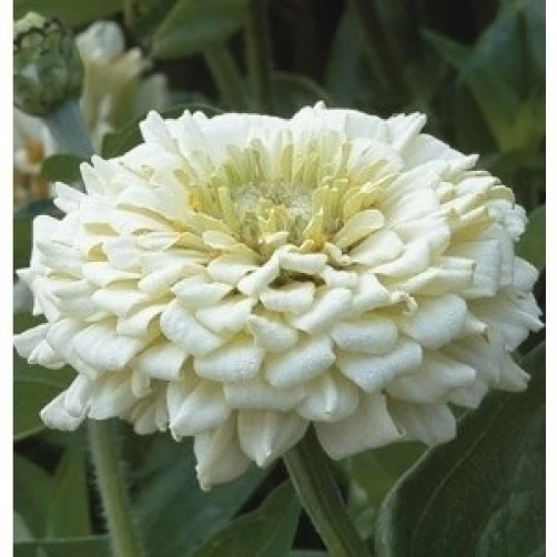 Zinnia elegans Polar Bear Seeds - 15 White Zinnia Flower Seeds - Image 1