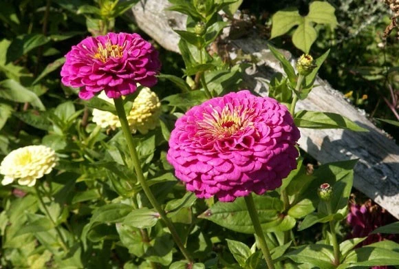 Zinnia elegans Purple Prince Seeds - 30 Seeds, Annual Flower - Image 1