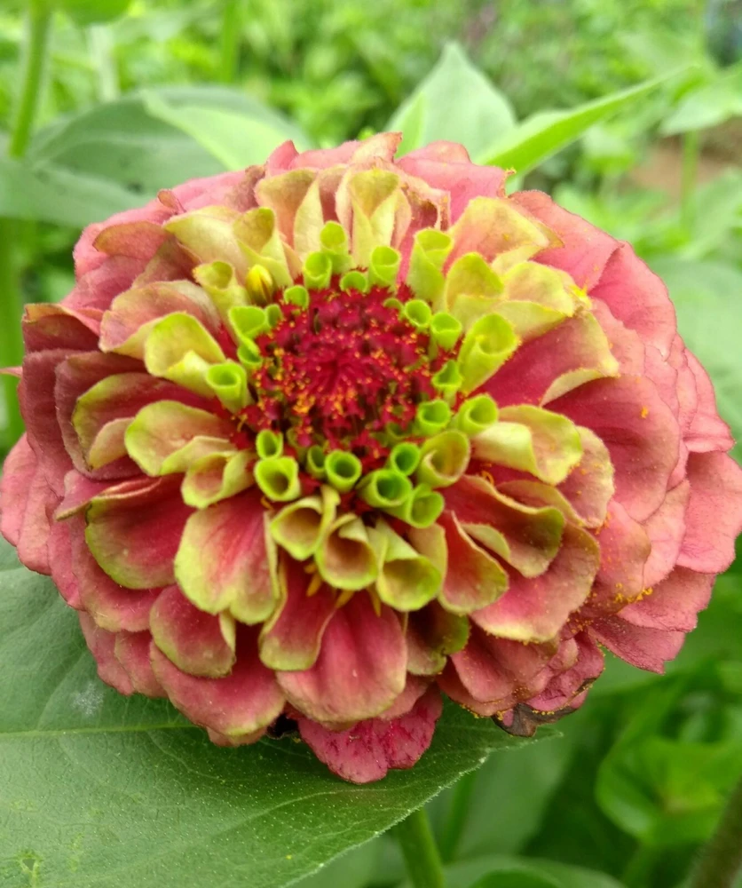 Zinnia Queen Red Lime Seeds - 10 Count Pack for Flower Gardens - Image 1