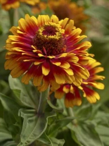 Zinnia Zowie Yellow Flame Seeds - 10 Count Flower Seeds for Garden - Image 1